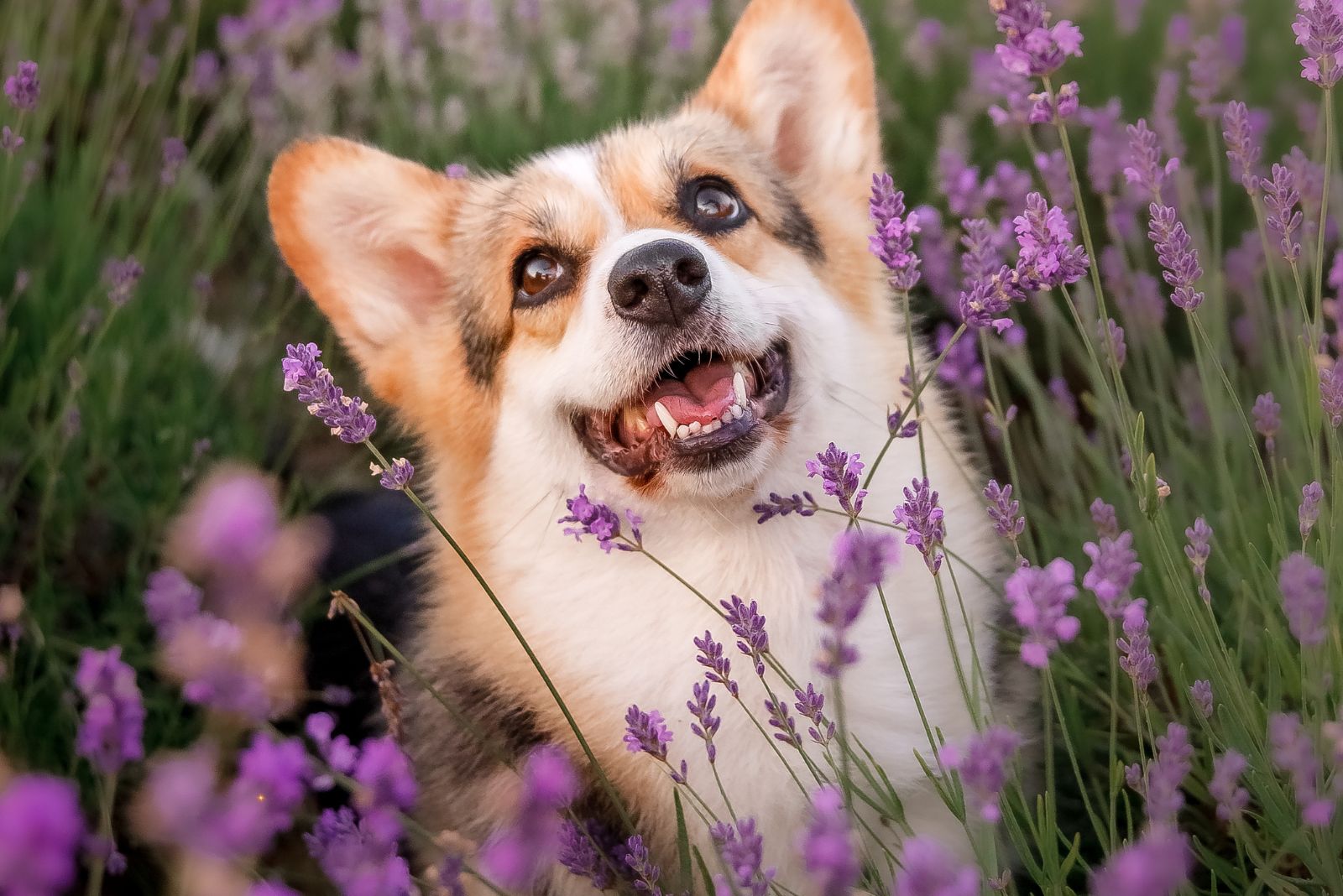 happy dog in lavender