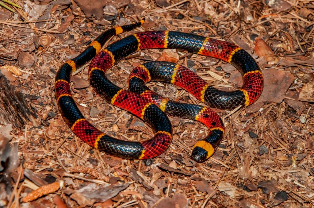 harelquin snake