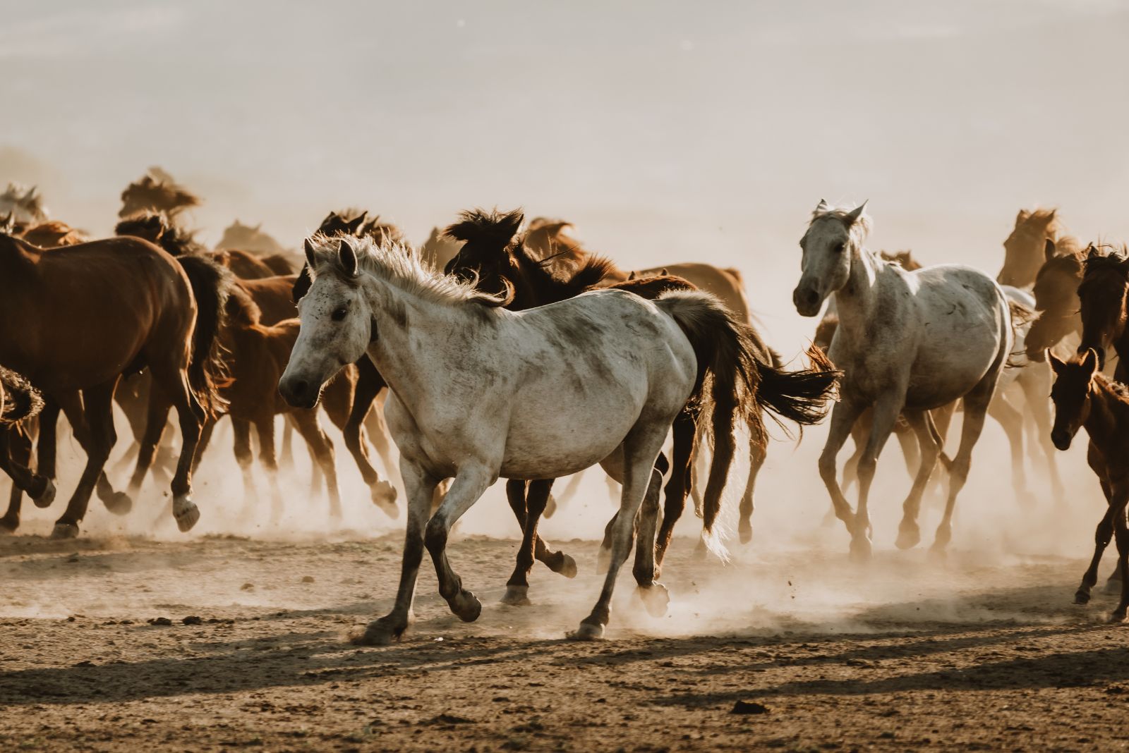 herd of wild mustangs