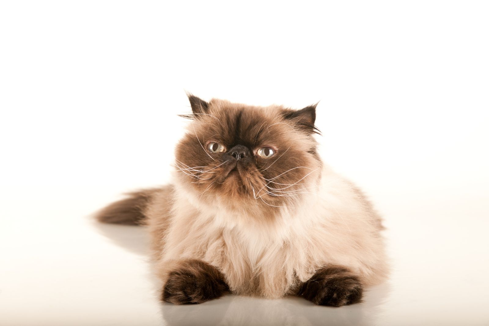 himalayan cat