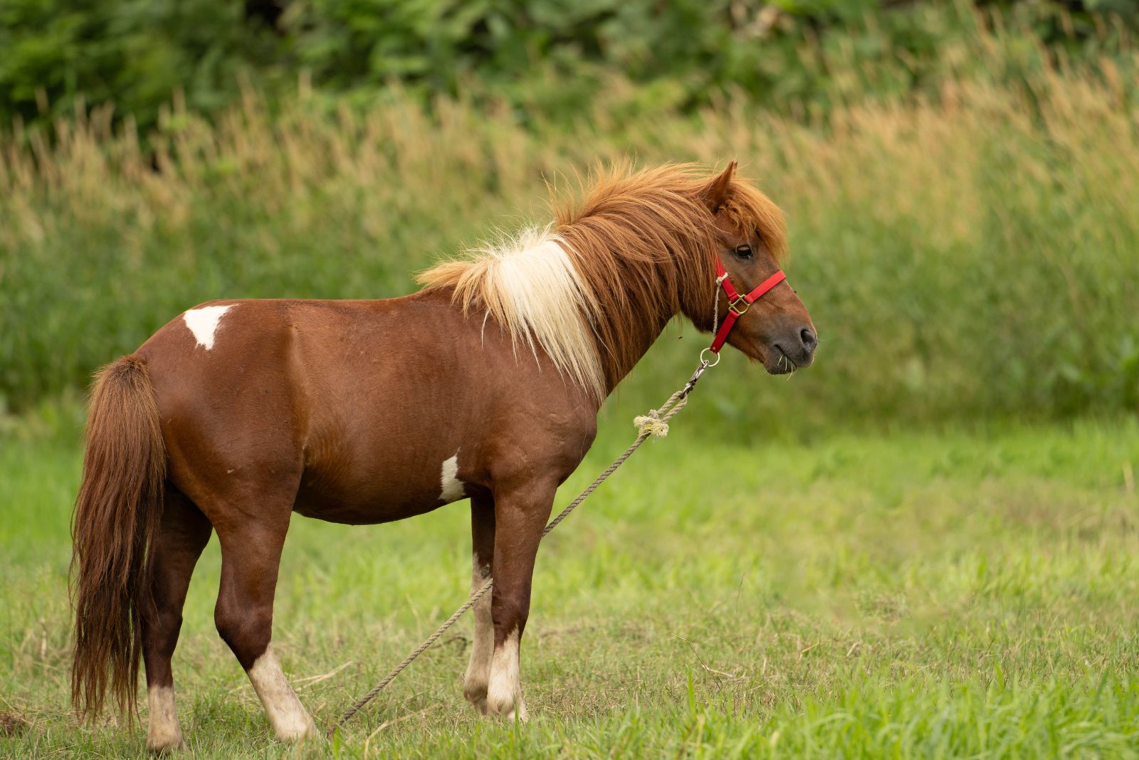 hokkaido pony