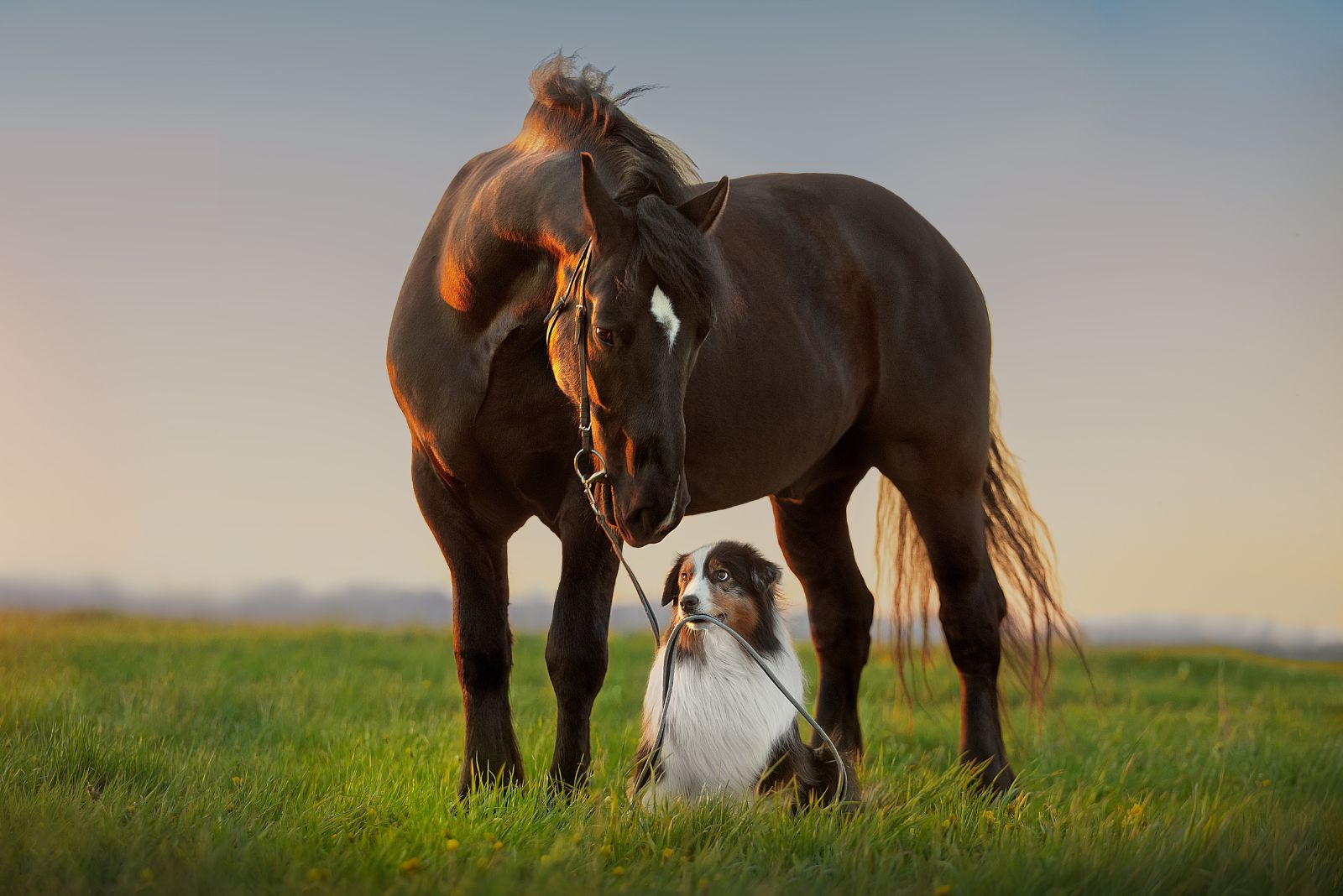 horse and dog