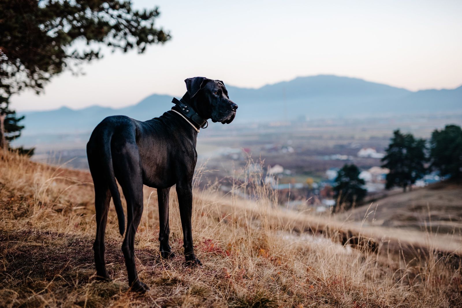 huge black dog