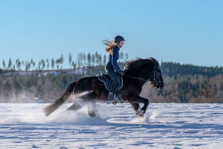 Best Riding Animals 11 Horse Breeds That Are Perfect Riding Companions