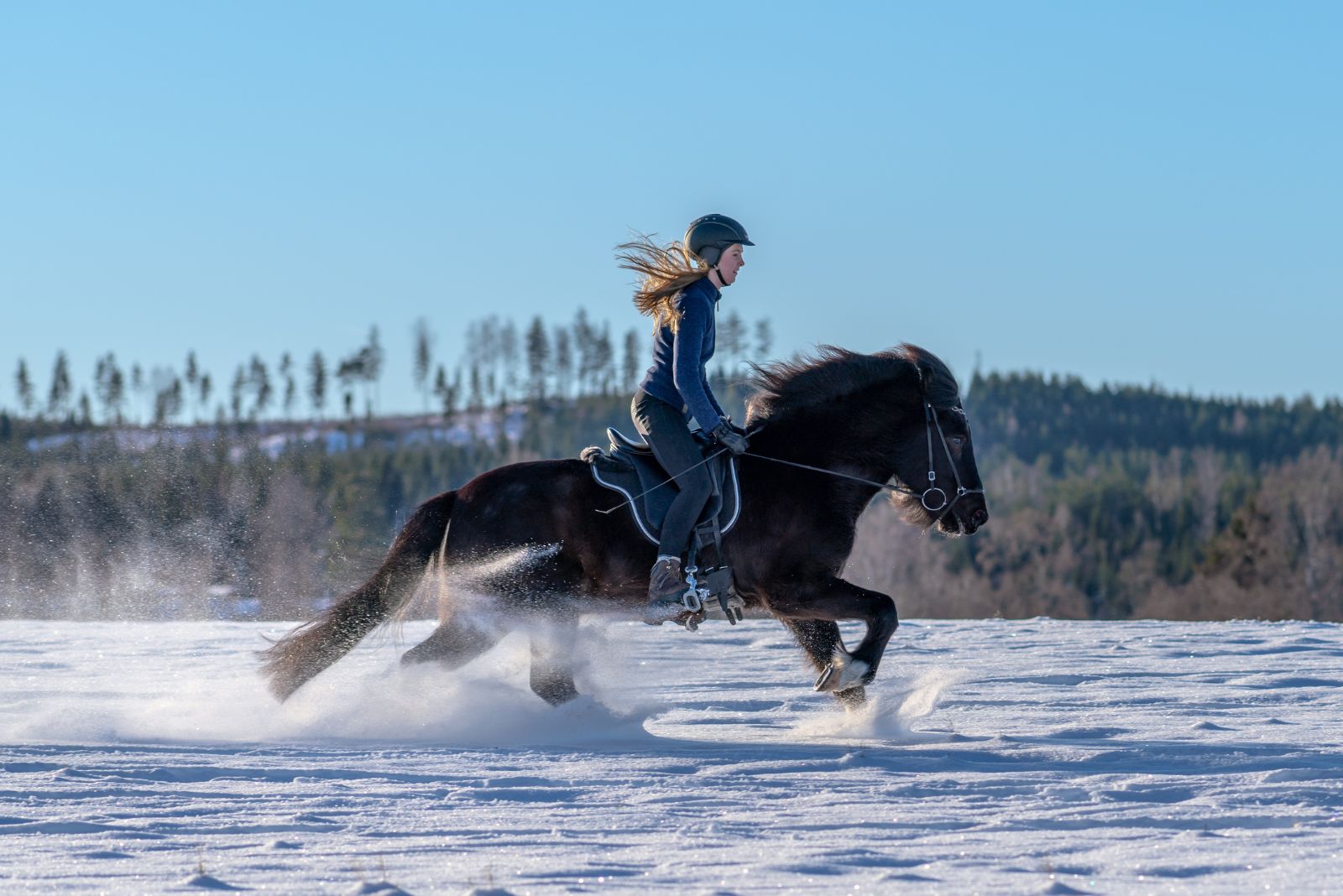 icelandic horse