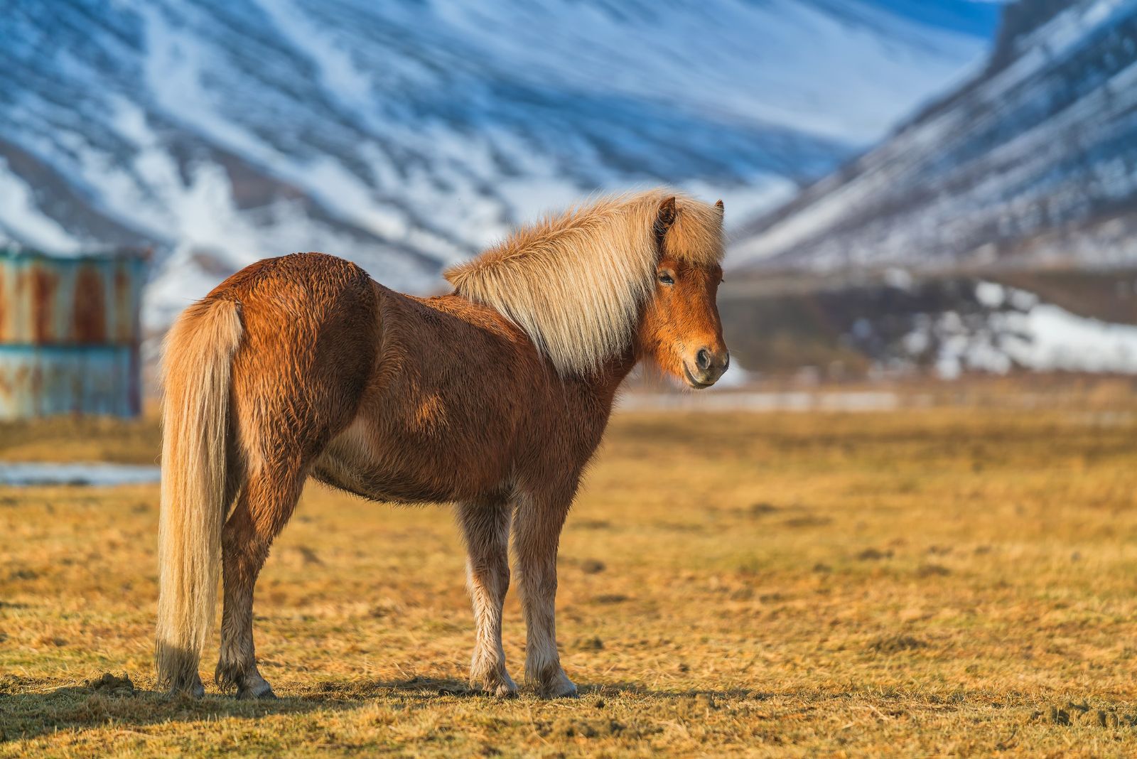 icelandic horse