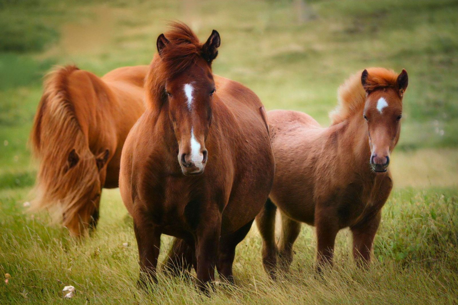 icelandic horses