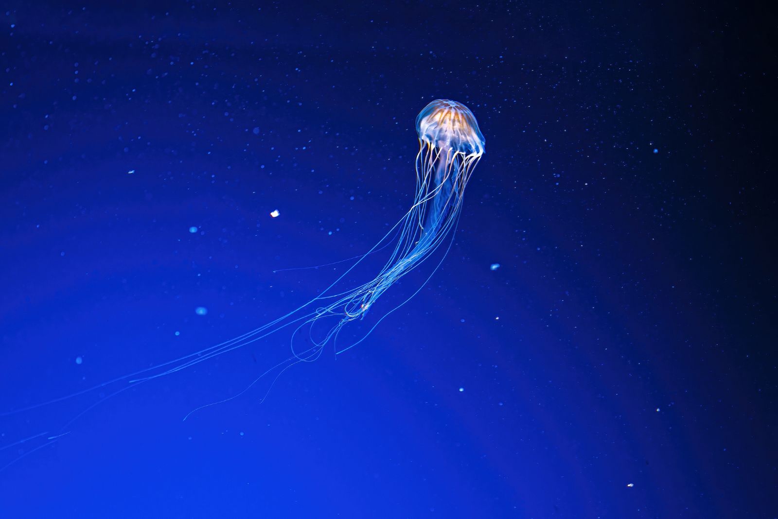 immortal jellyfish