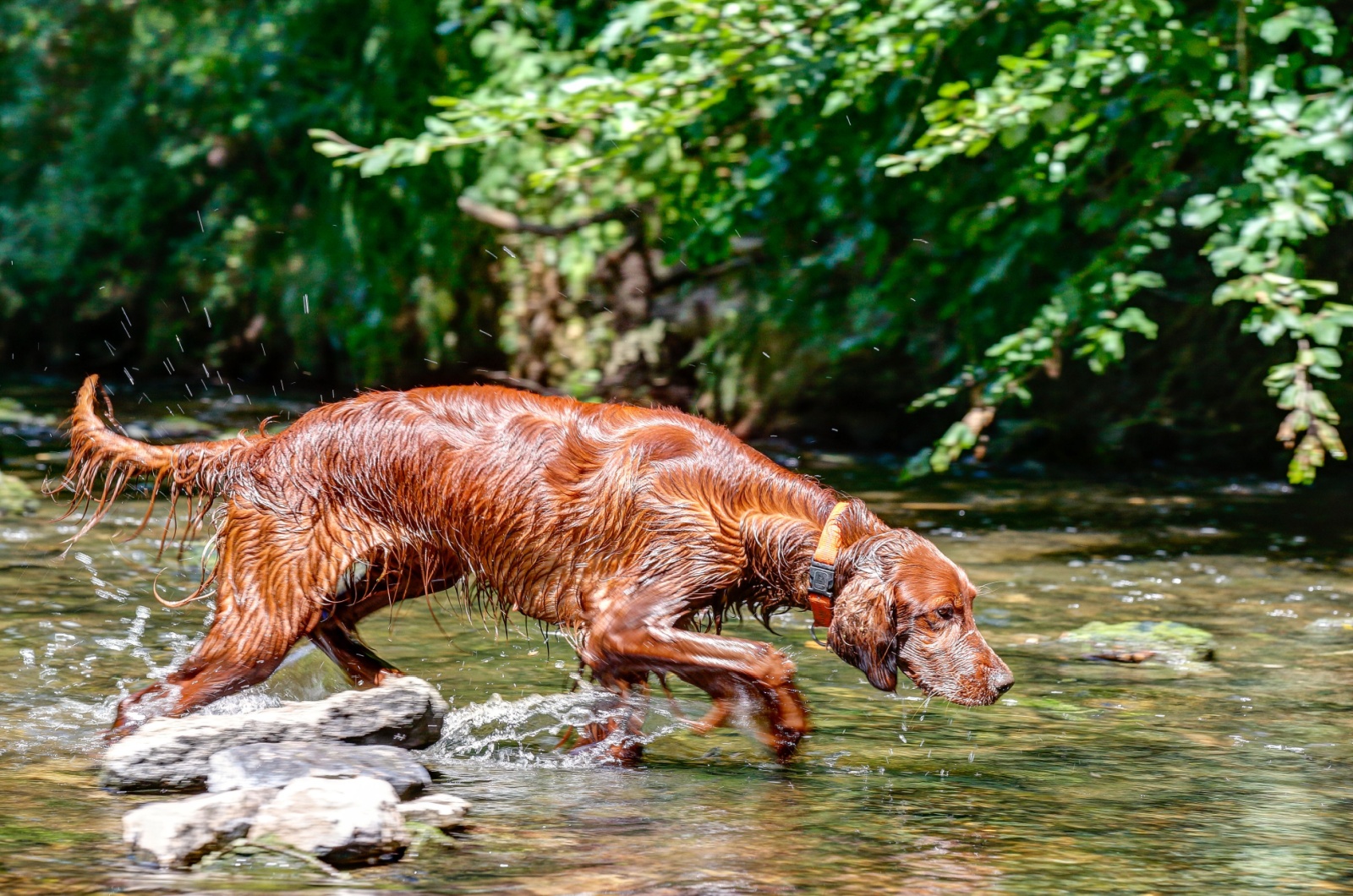 irish setter