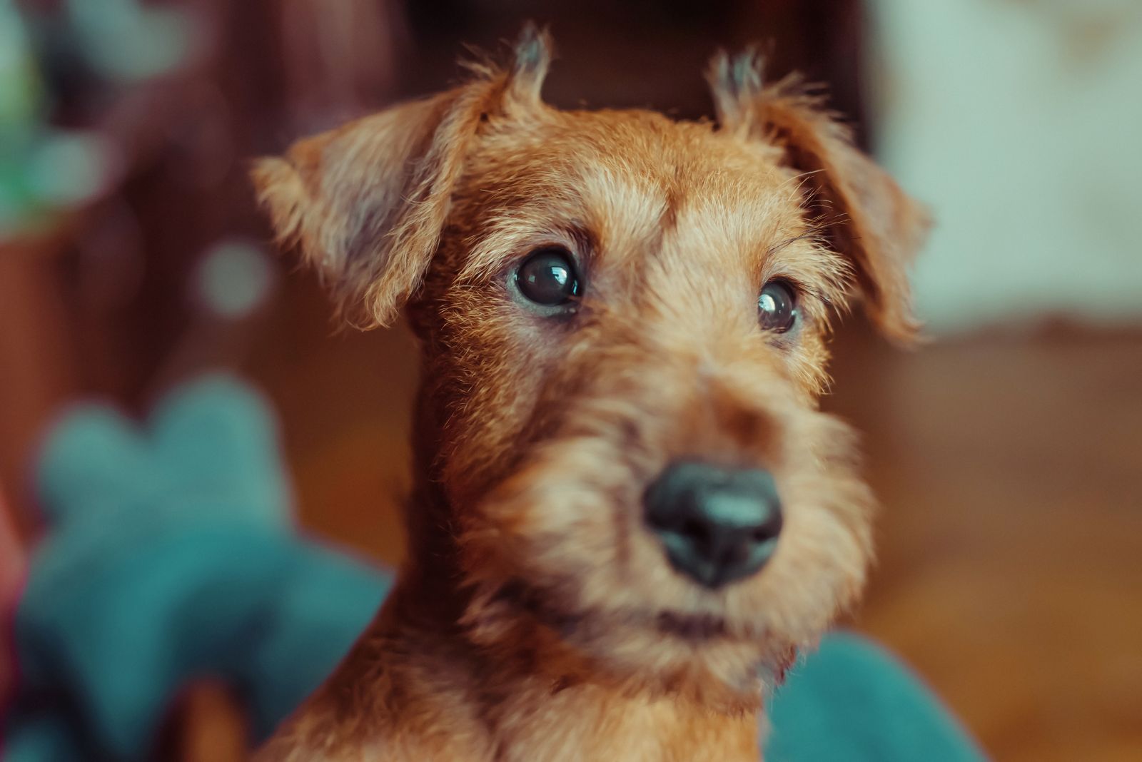 irish terrier