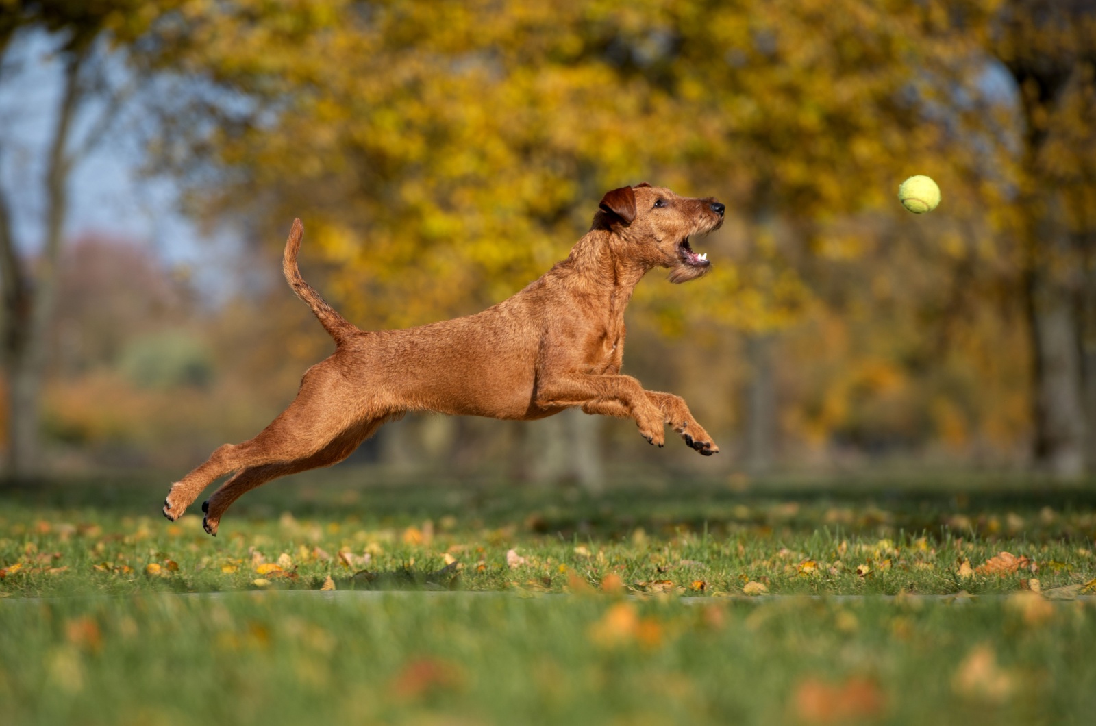 irish terrier