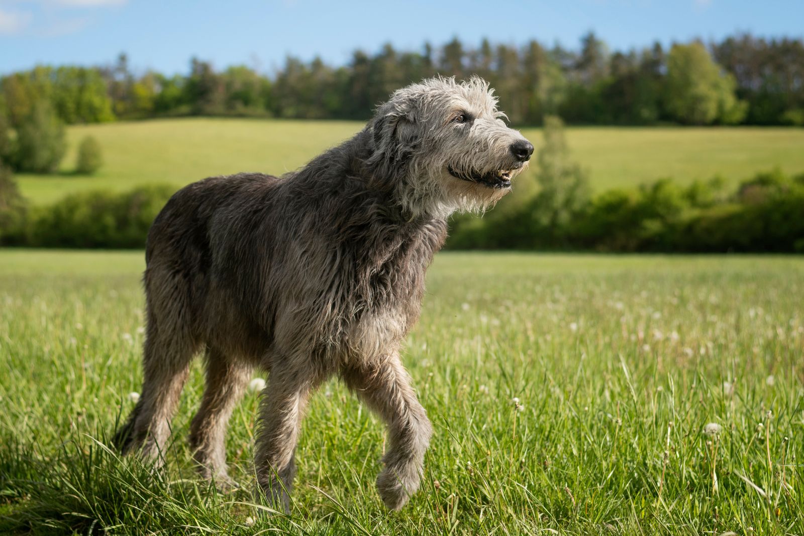 irish wolfhound