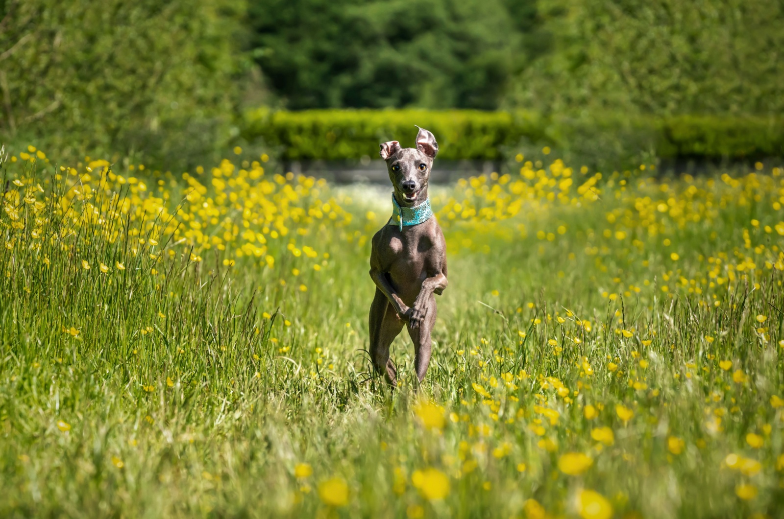 italian greyhound 