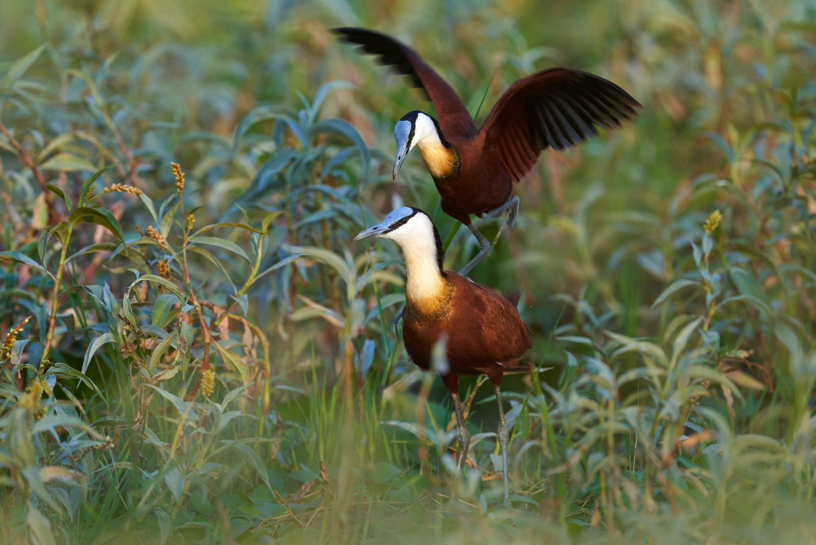 jacanas