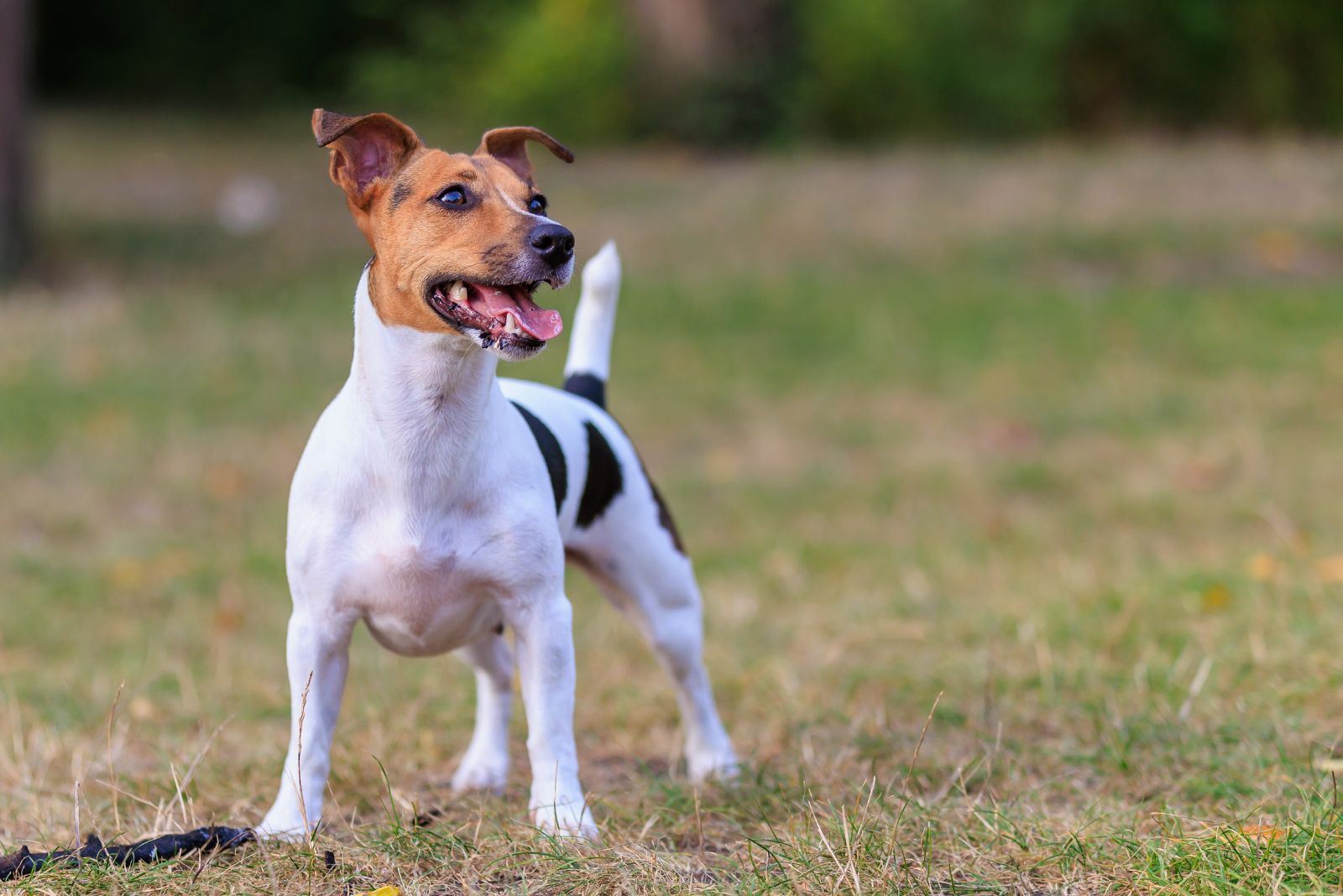 jack russell