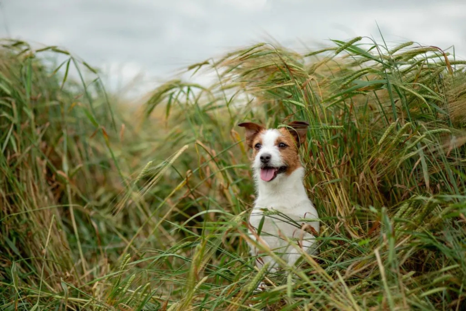 jack russell australian shepherd dog in high grass