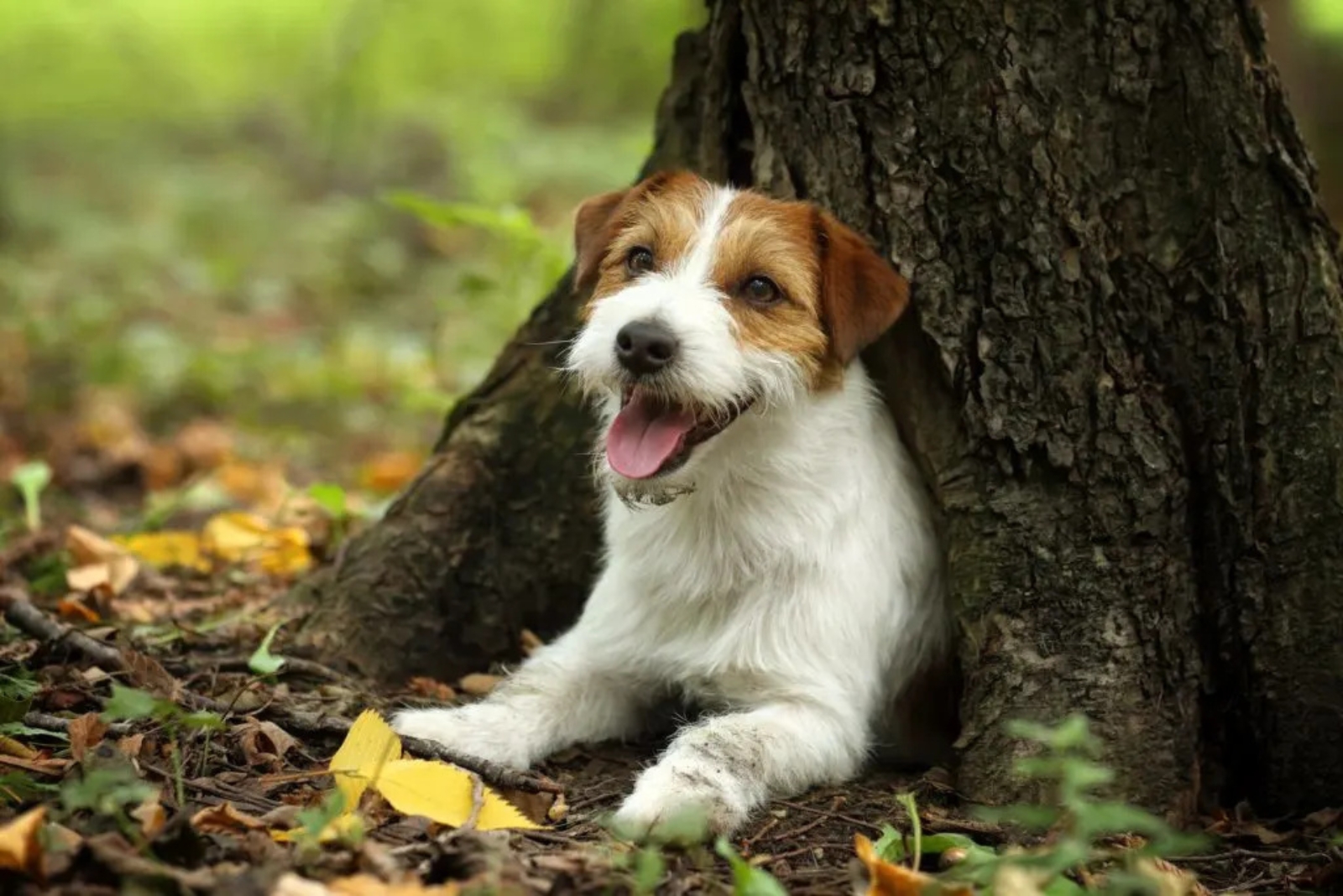 jack russell australian shepherd dog in wood