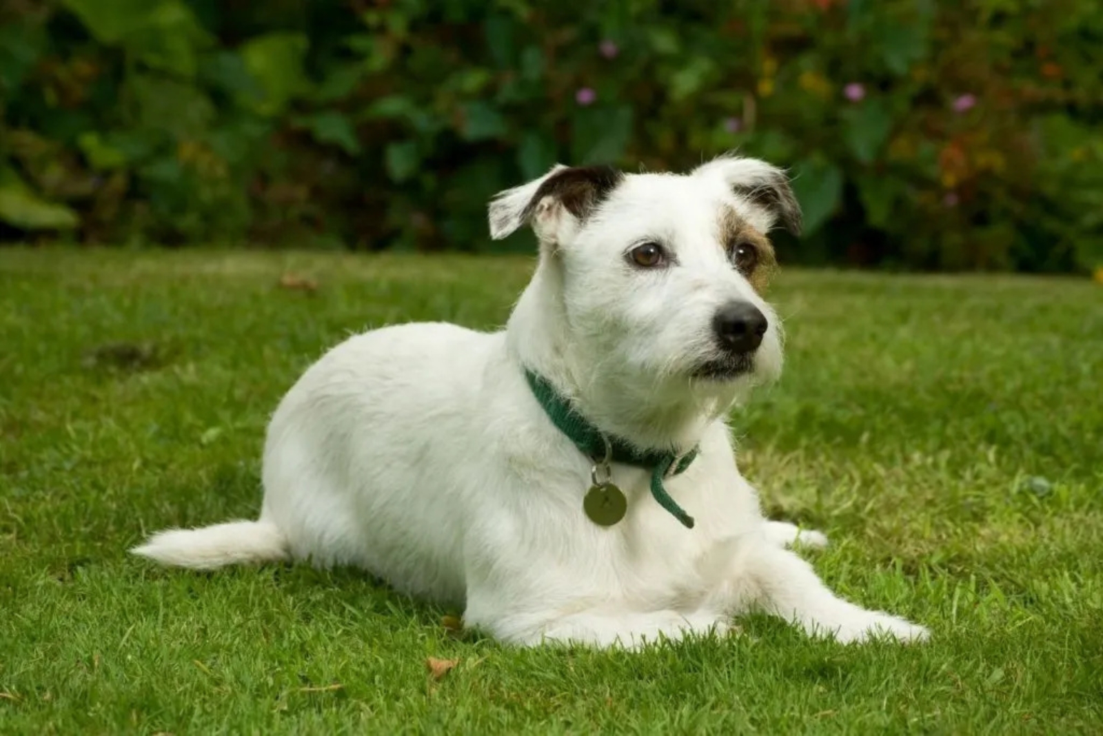 jack russell australian shepherd dog lying on grass