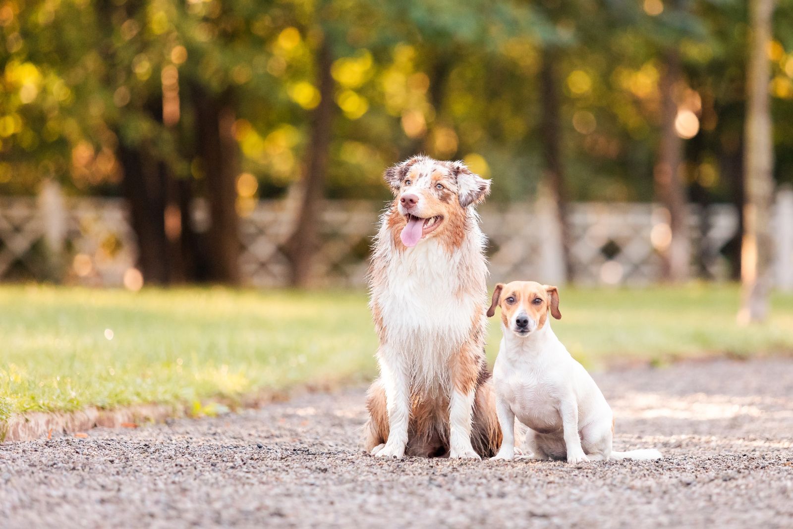 jack russell australian shepherd in park