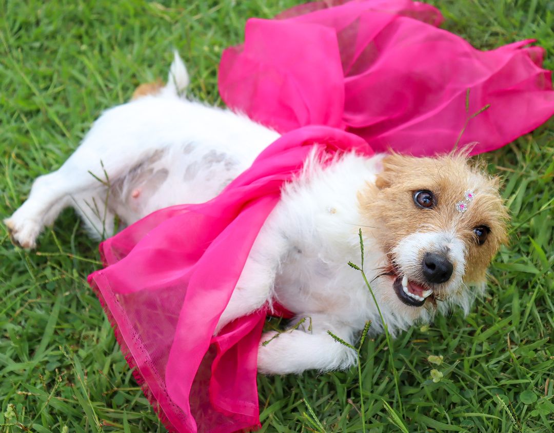 jack russell australian shepherd mix dog lying on grass with pink scarf