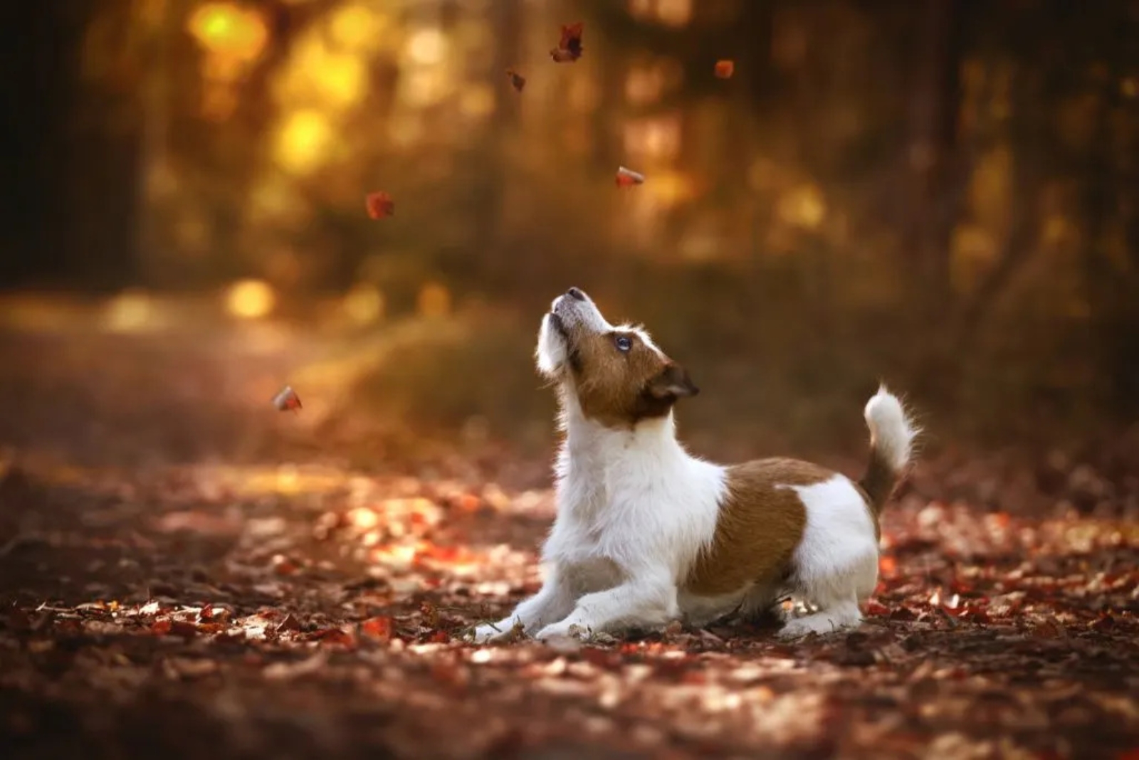 jack russell australian shepherd mix dog playing on the leaves