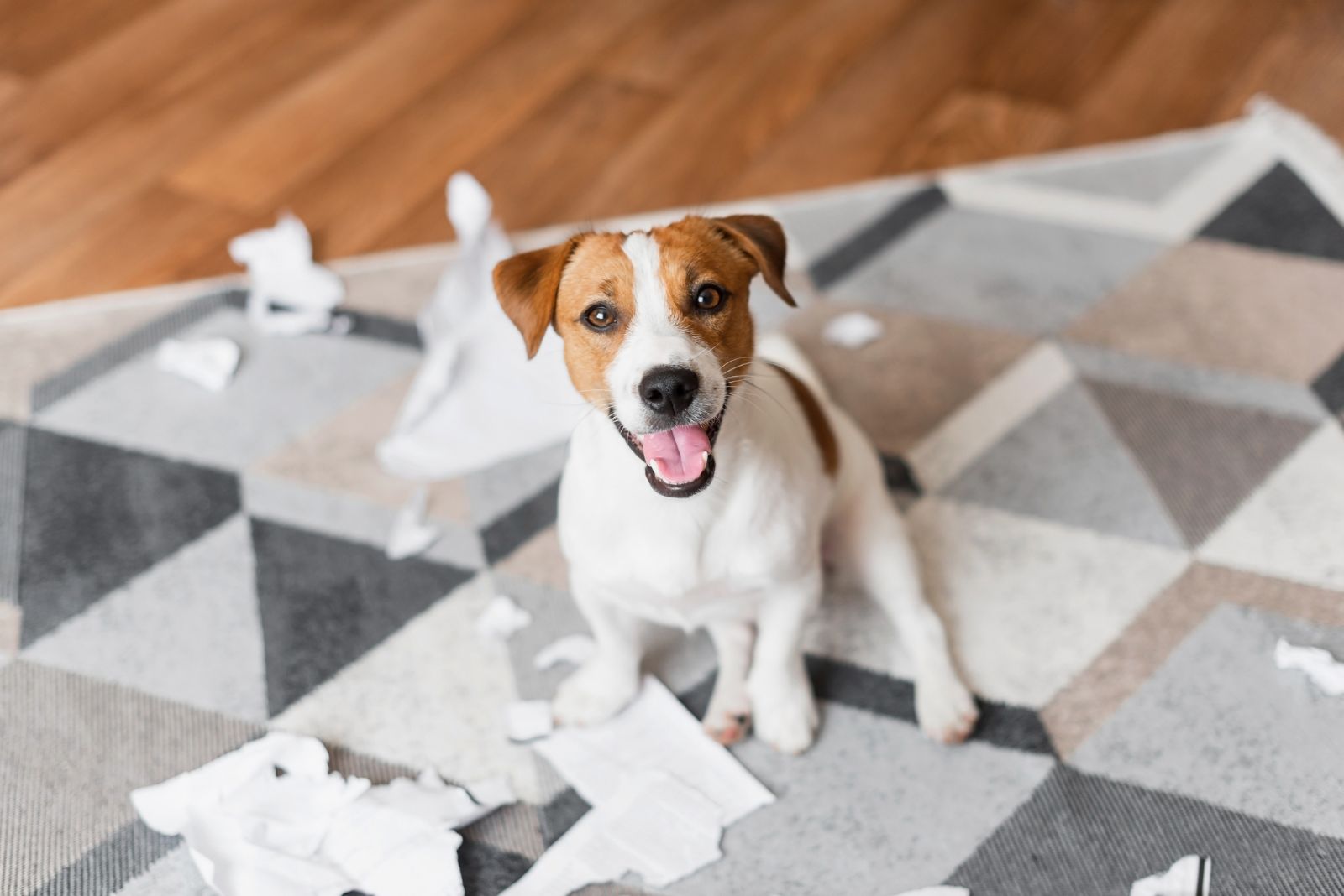 jack russell making mess