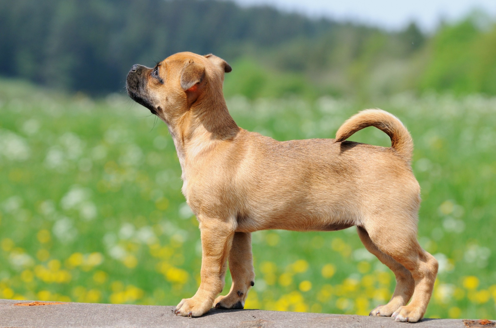 jack russell pug mix