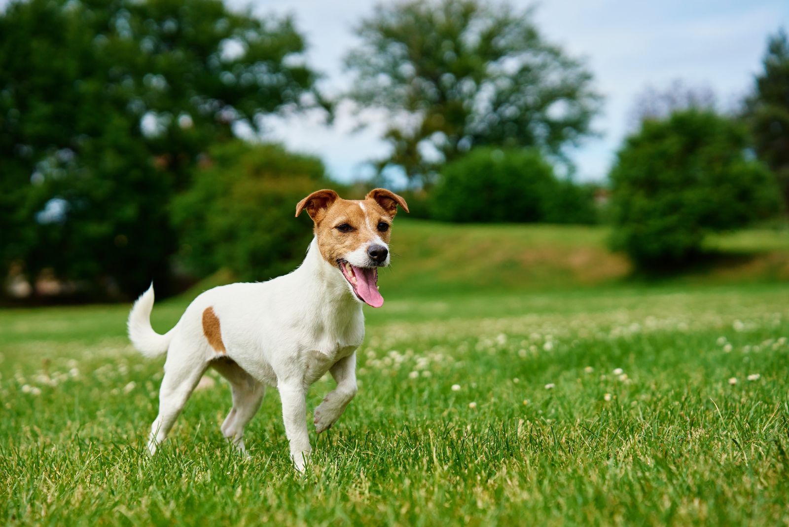 jackrussell terrier