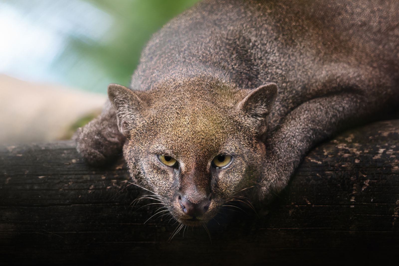 jaguarundi