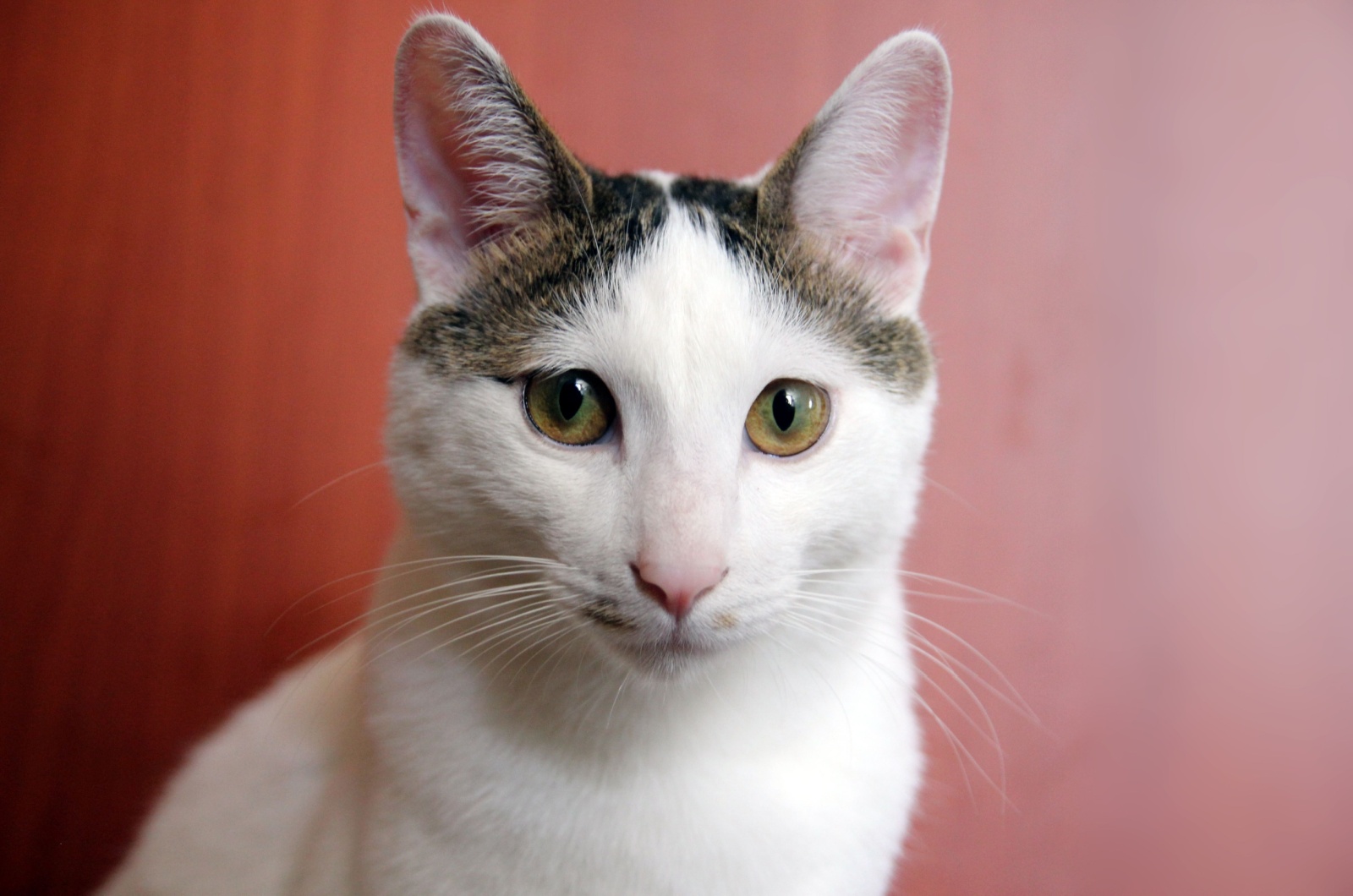 japanese white cat