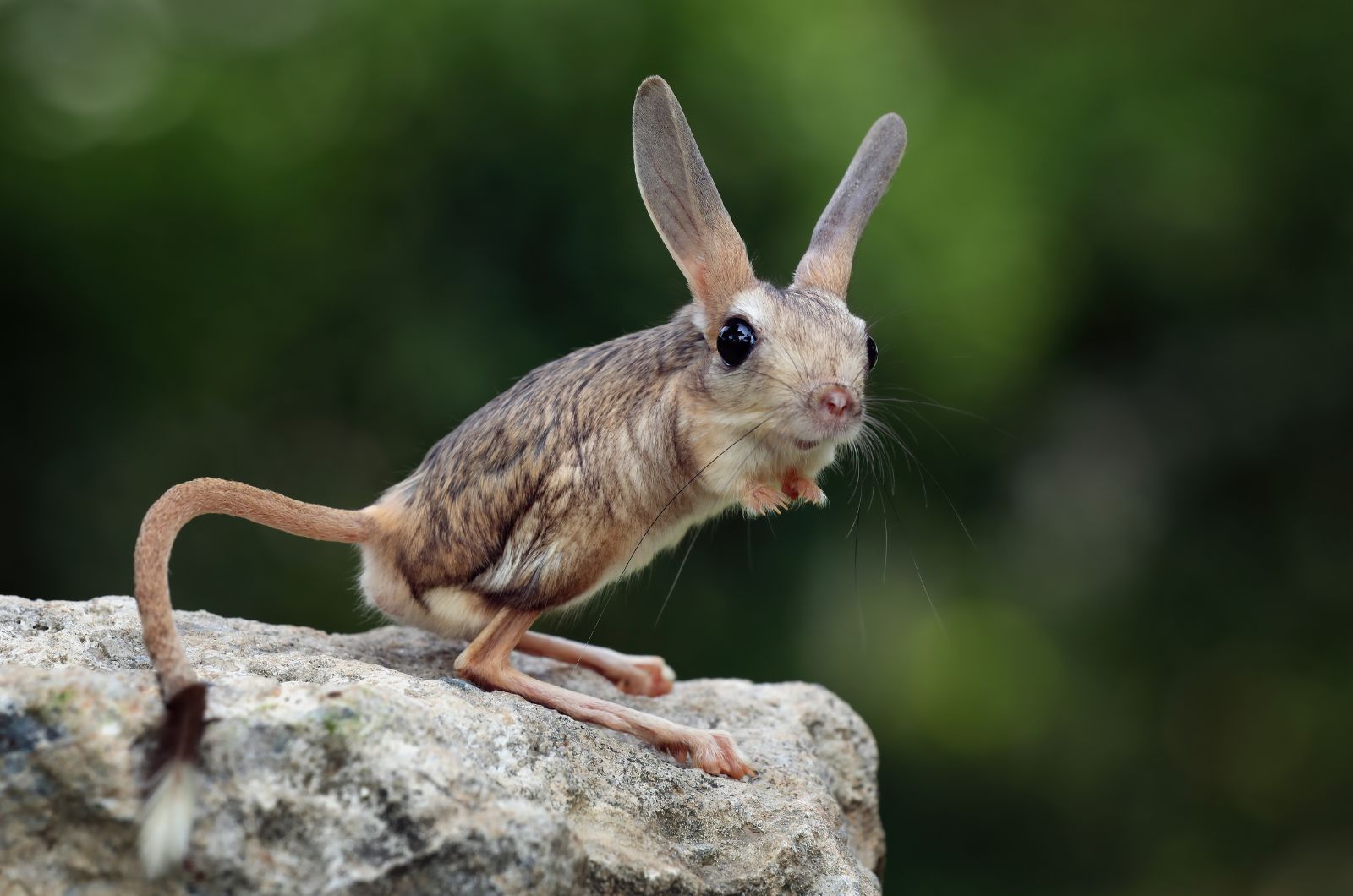 jerboa on stone