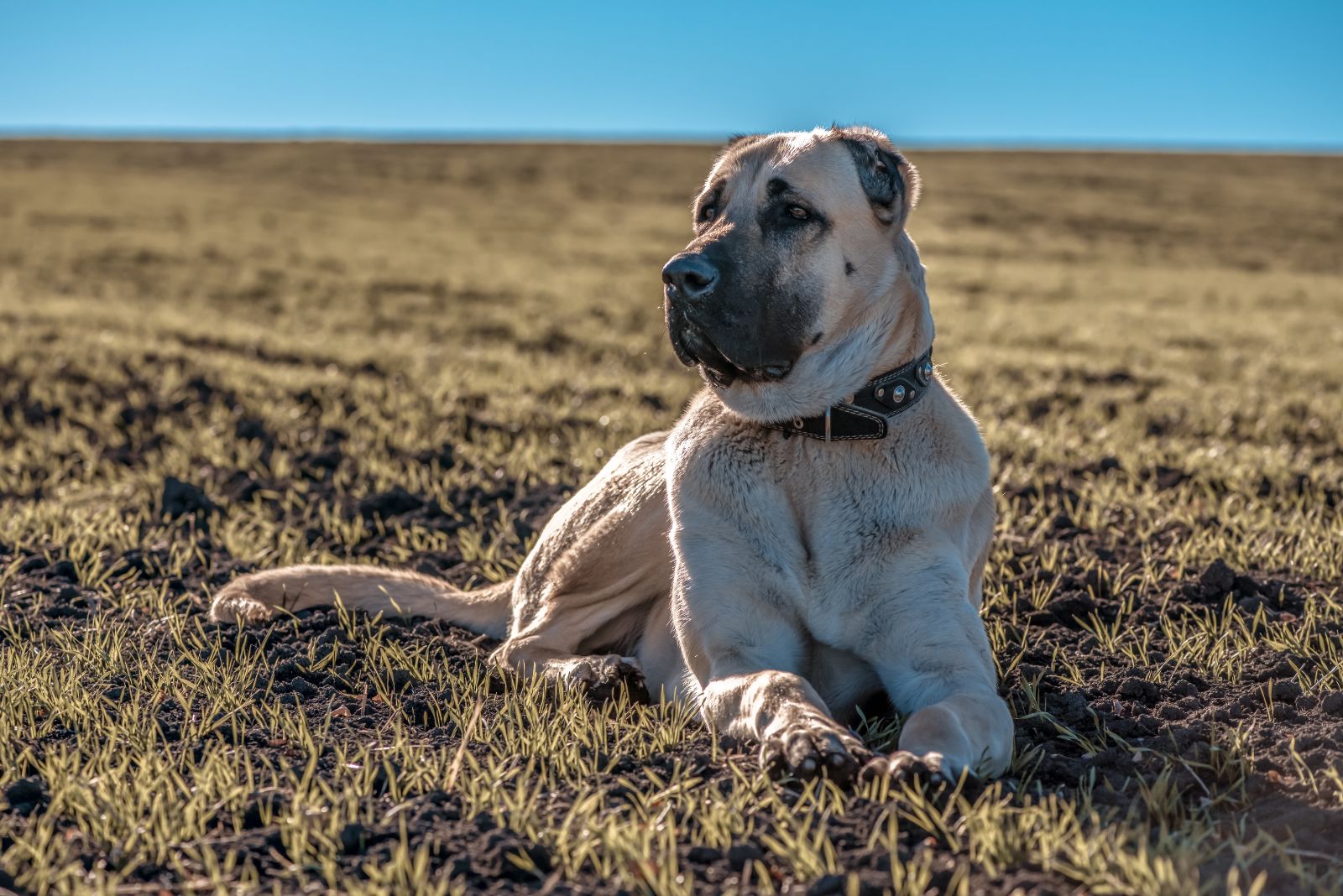 kangal shepherd dog