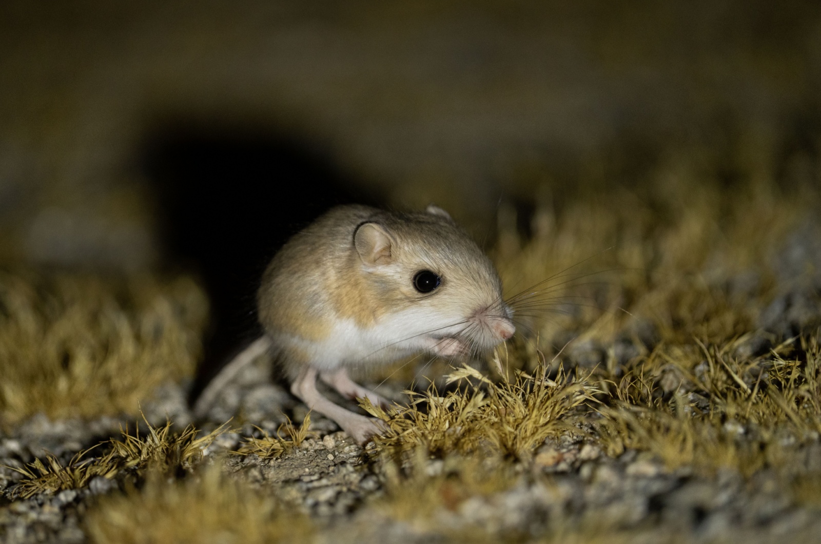 kangaroo rat