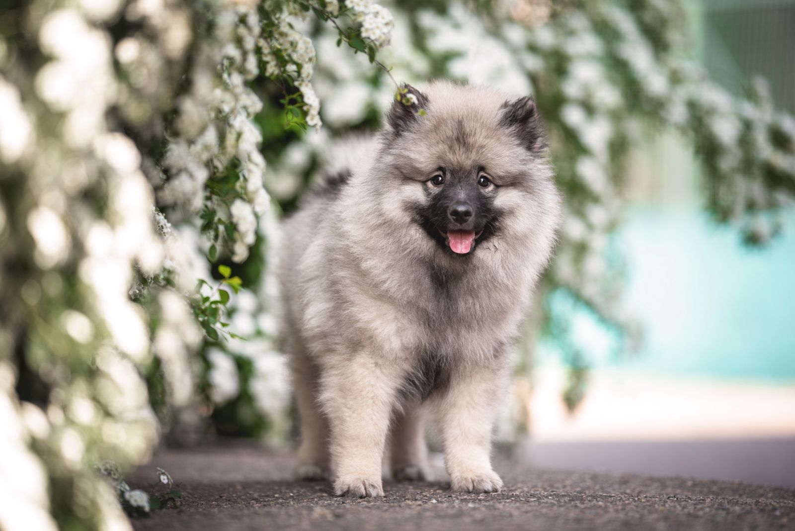 keeshond