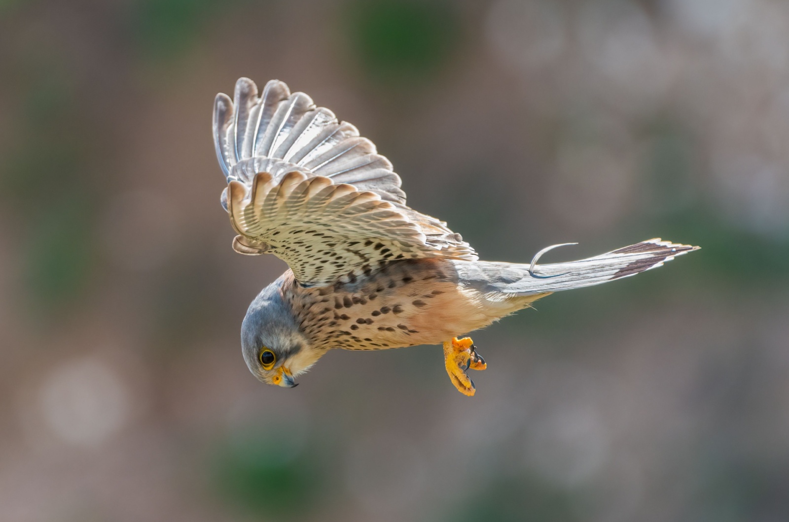 kestrel