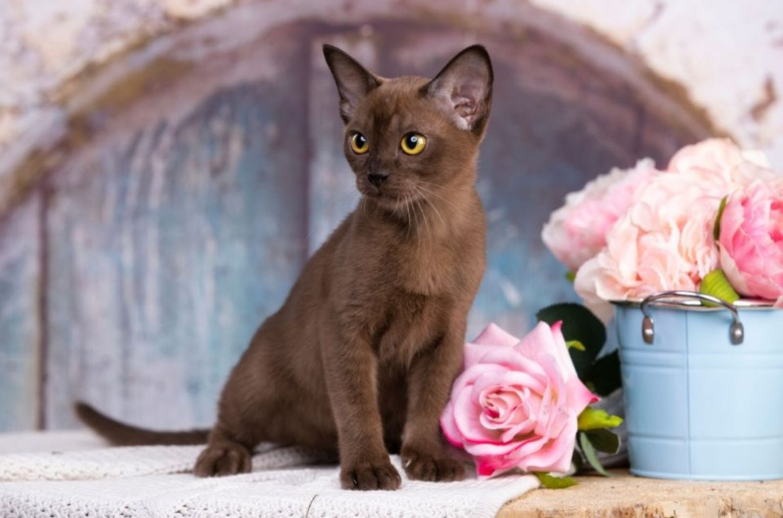 kitten and flowers