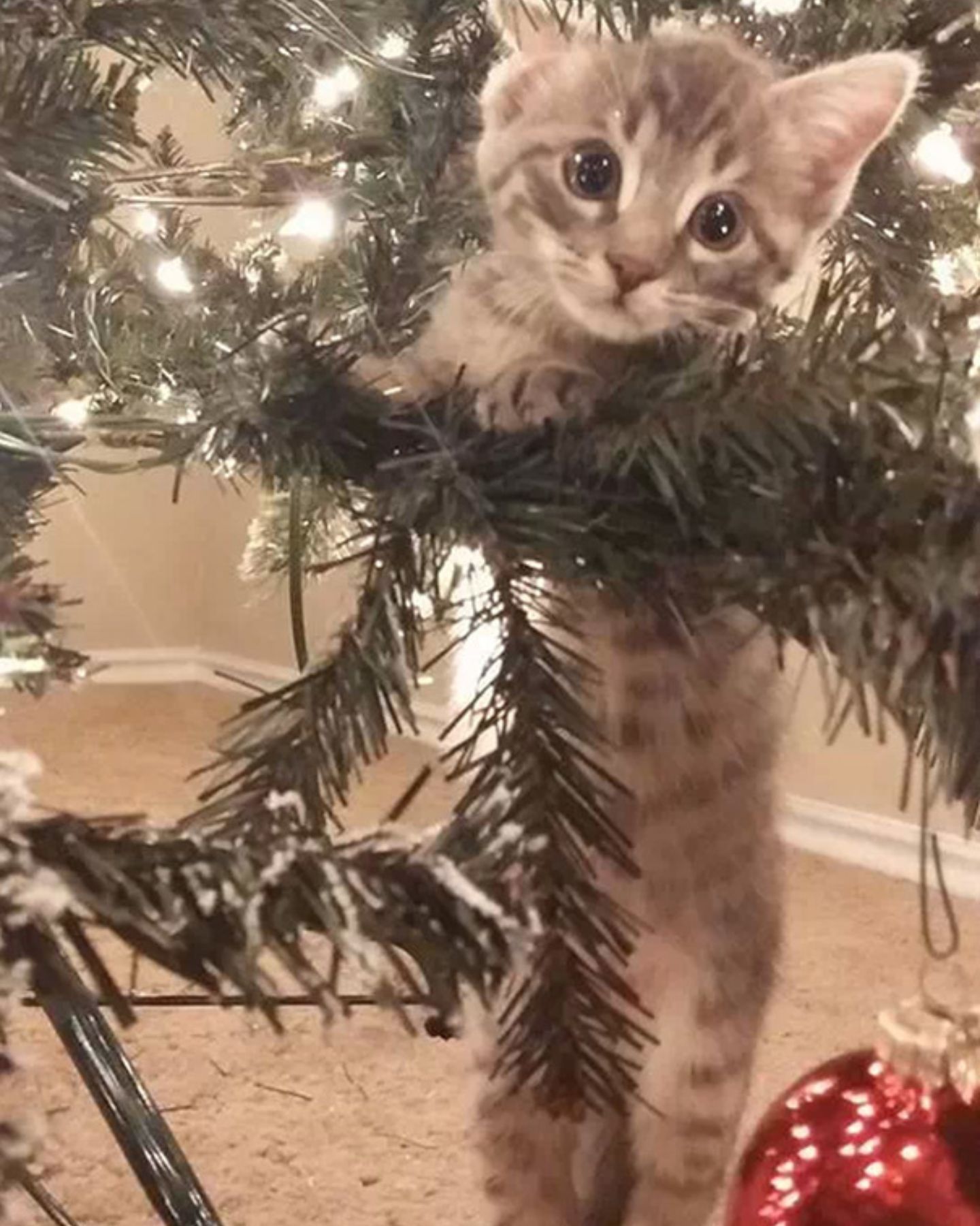 kitten climbing Christmas tree