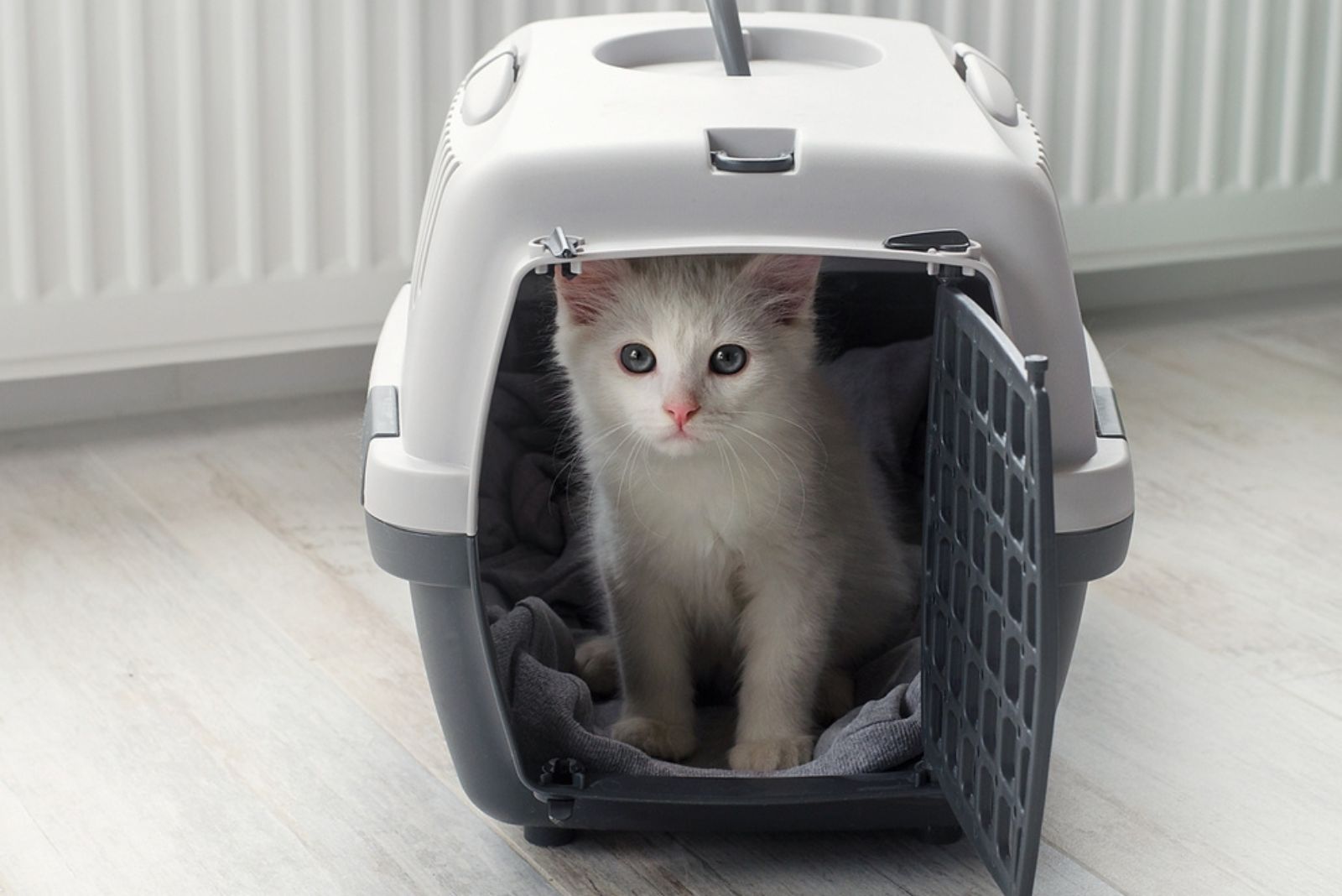 kitten in a carrier