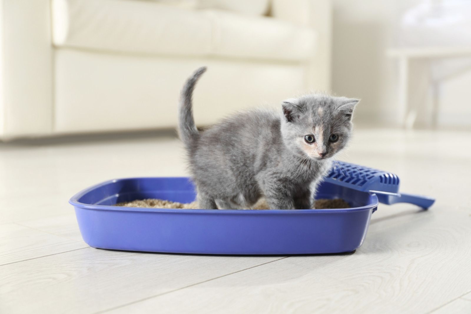 kitten in a litter box