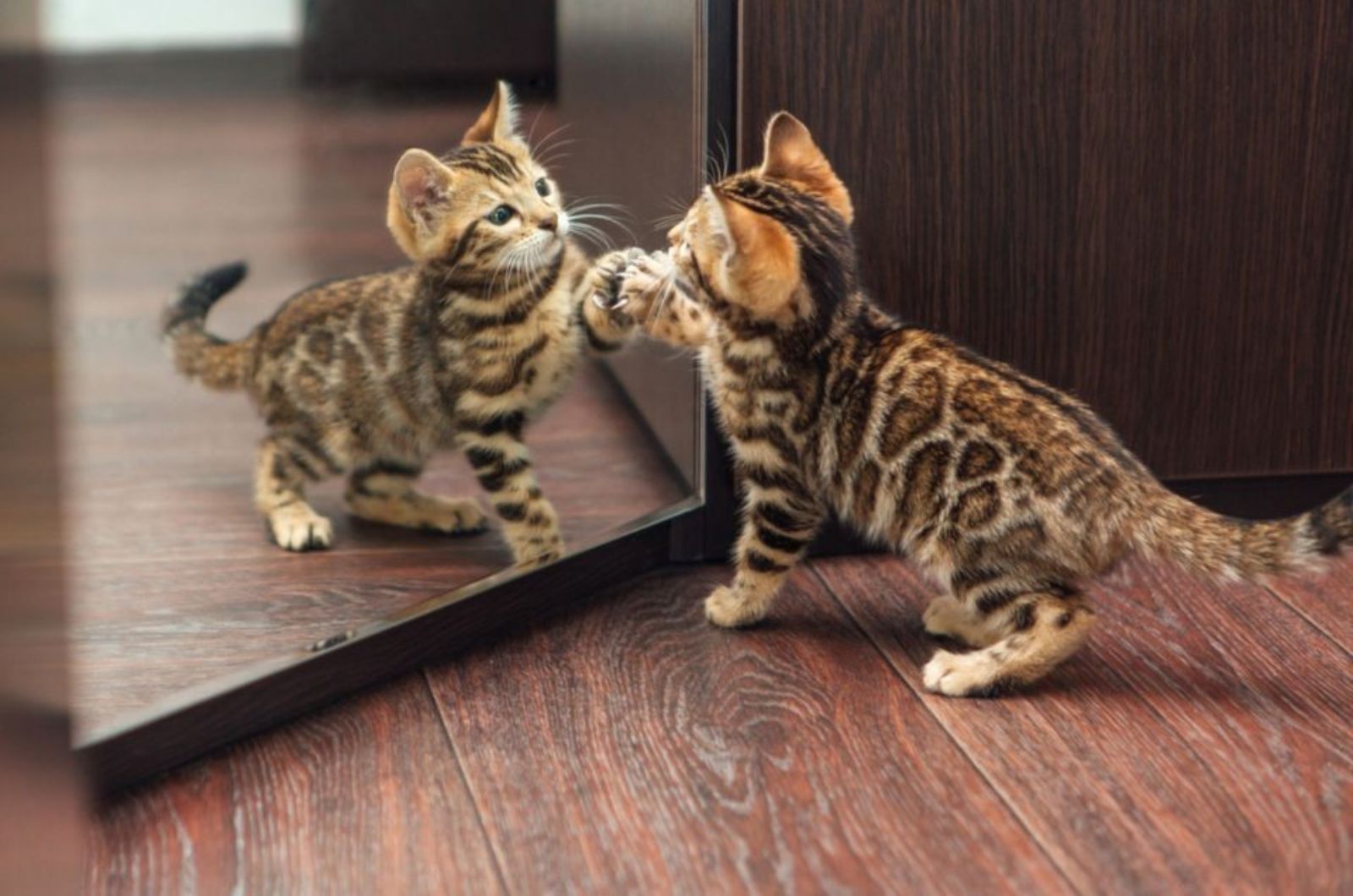 kitten in front of mirror