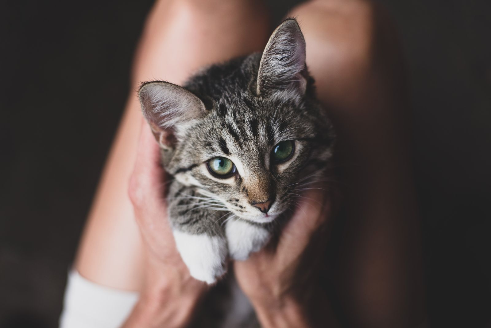 kitten looking up