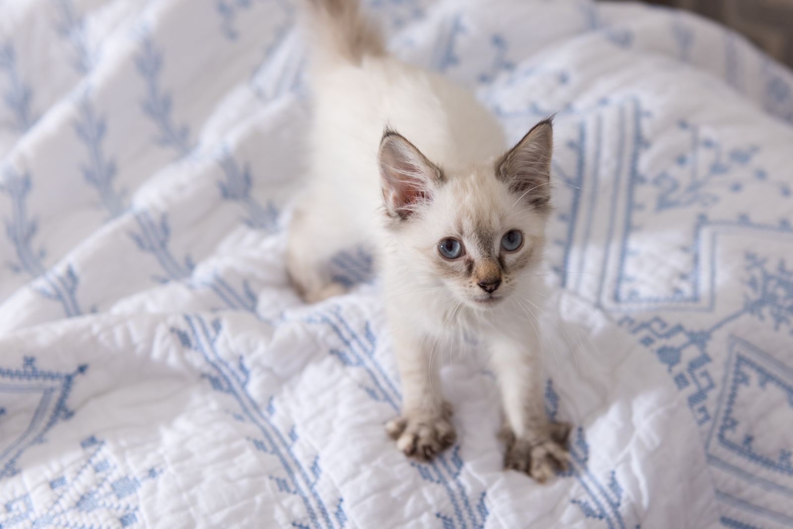 kitten making biscuits