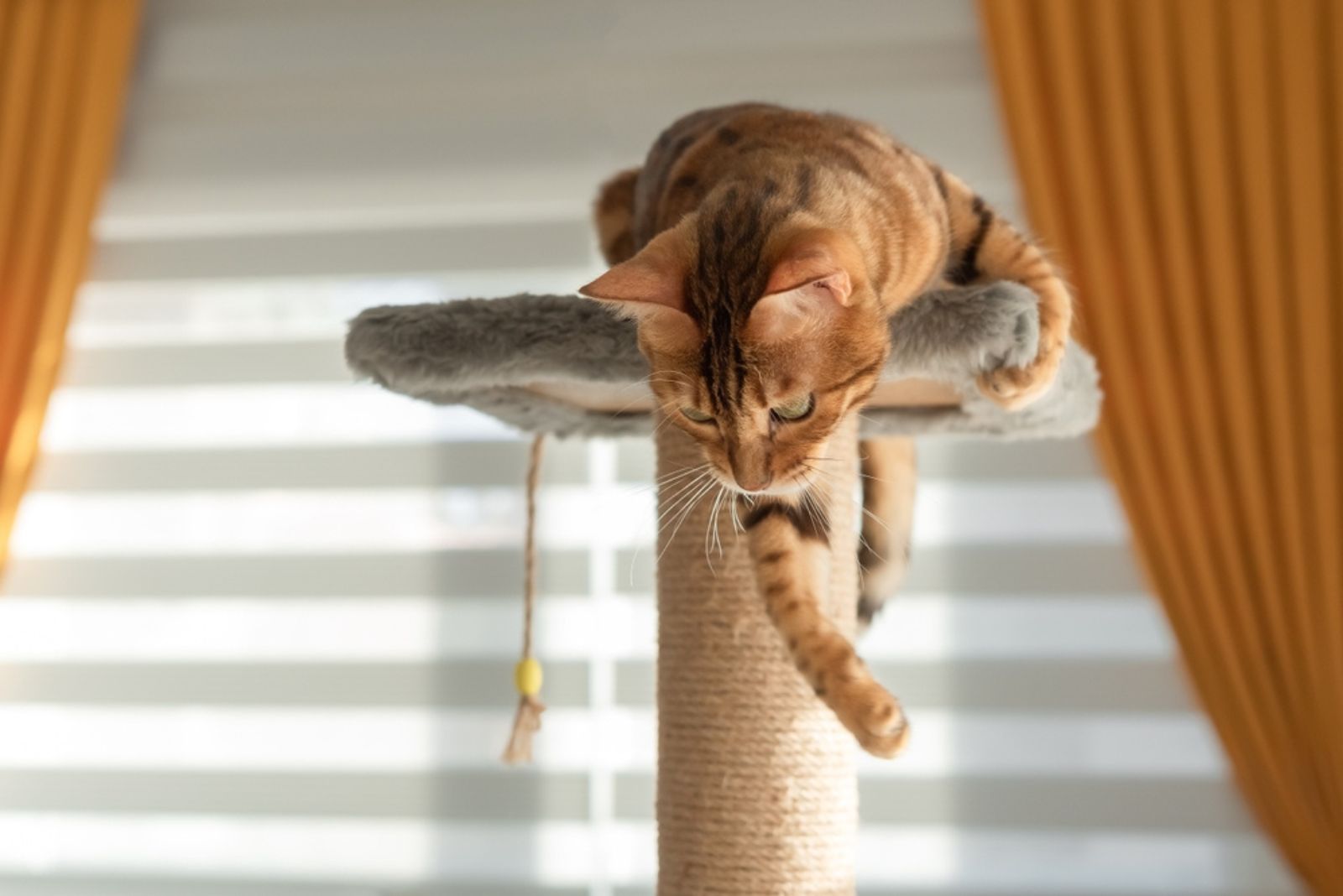 kitten on a schratching post