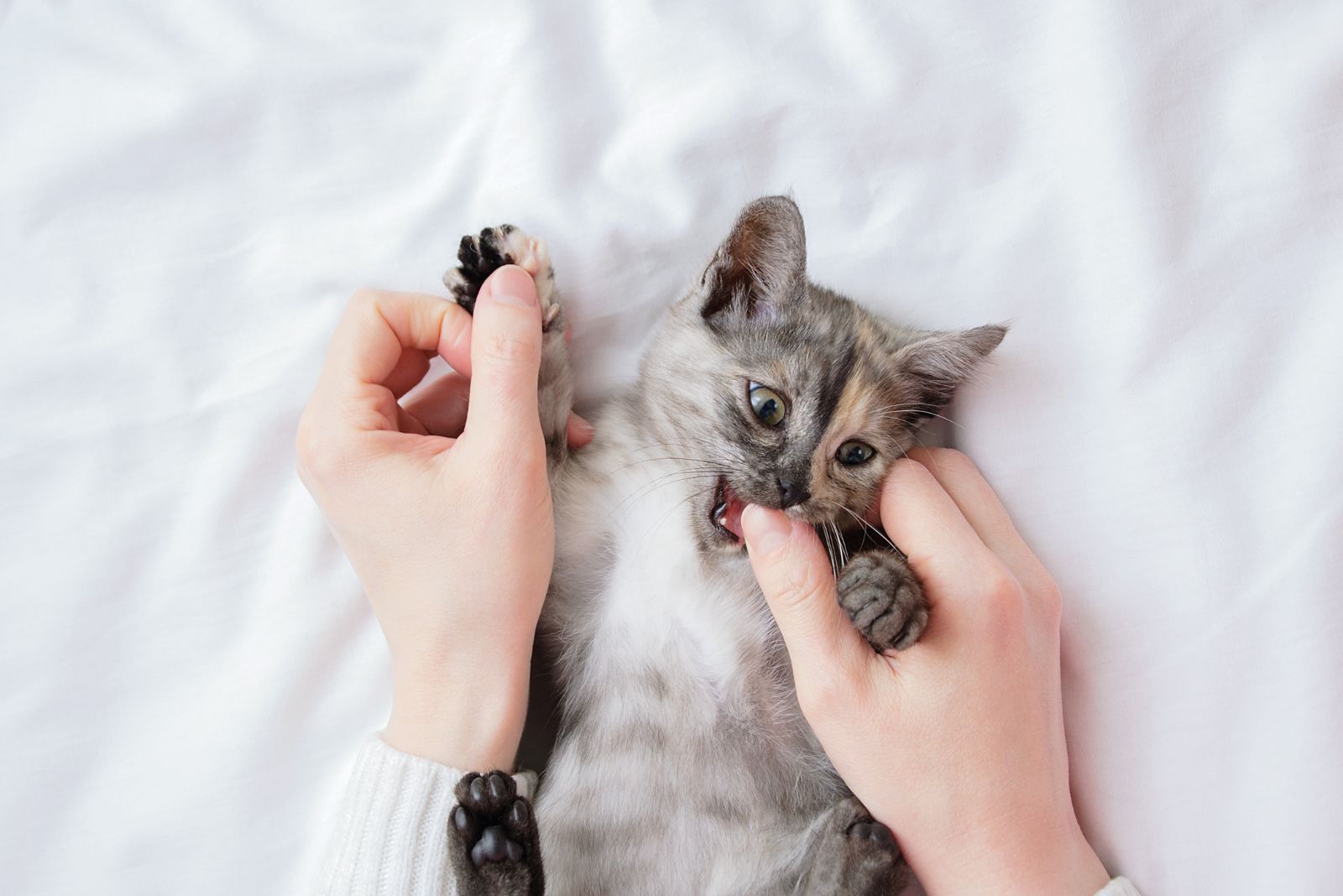 kitten playing with hands