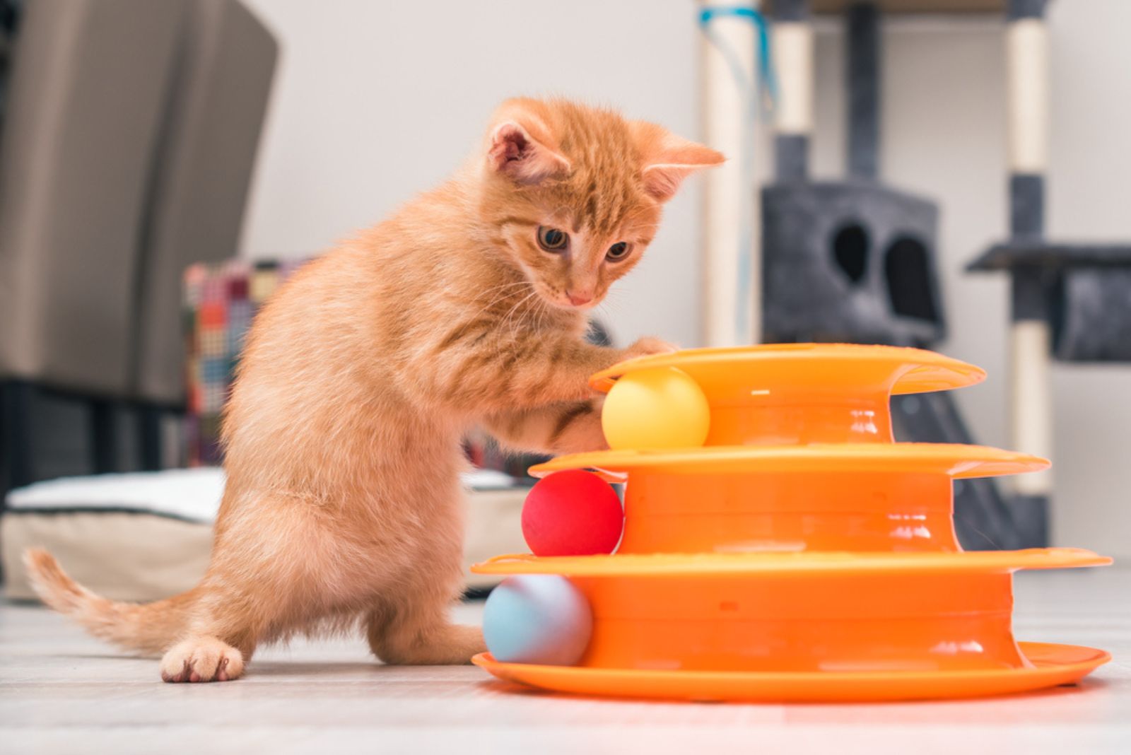 kitten playing with toy