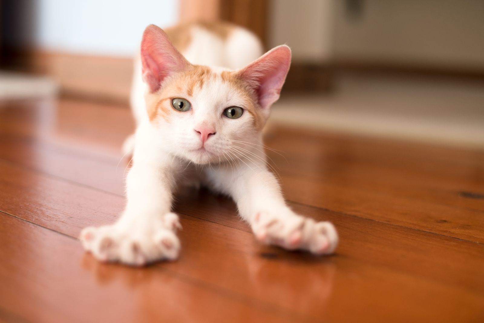 kitten stretching paws