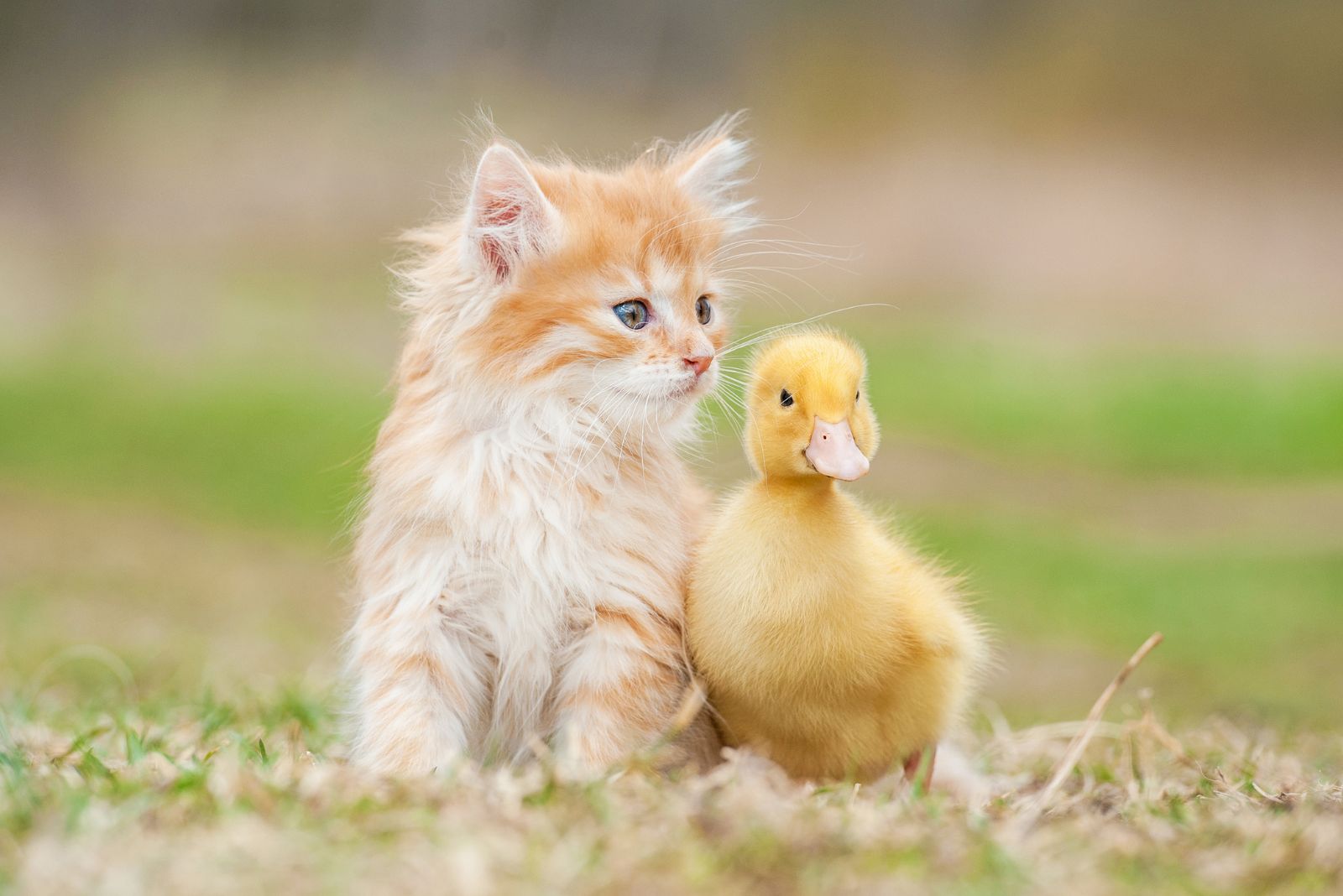 kitten with duck