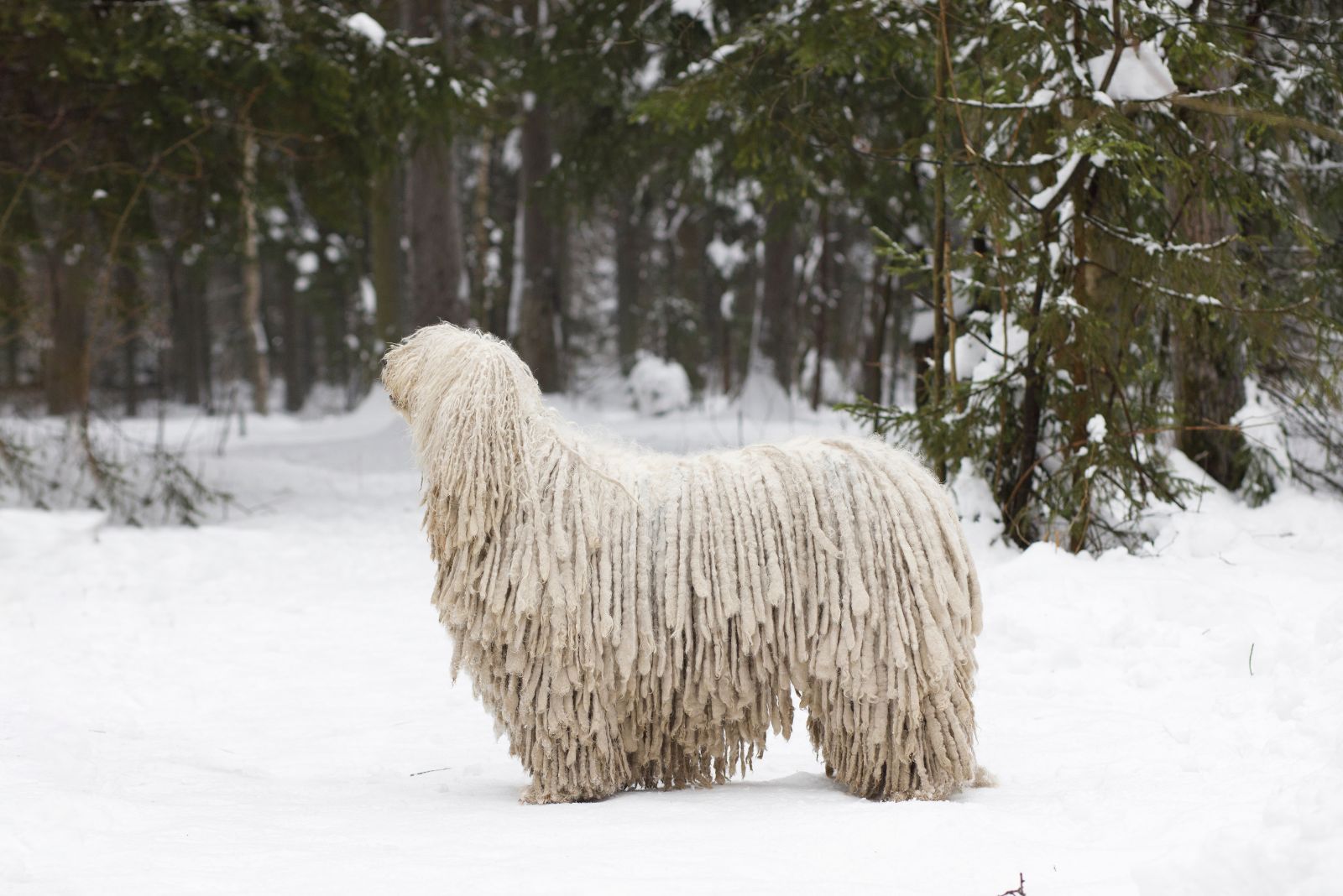 komondor