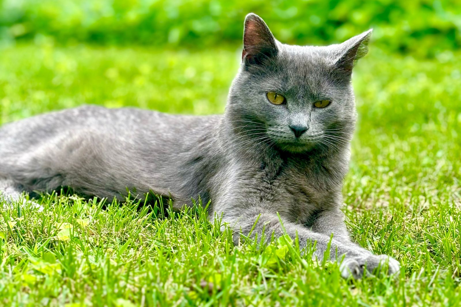 korat cat