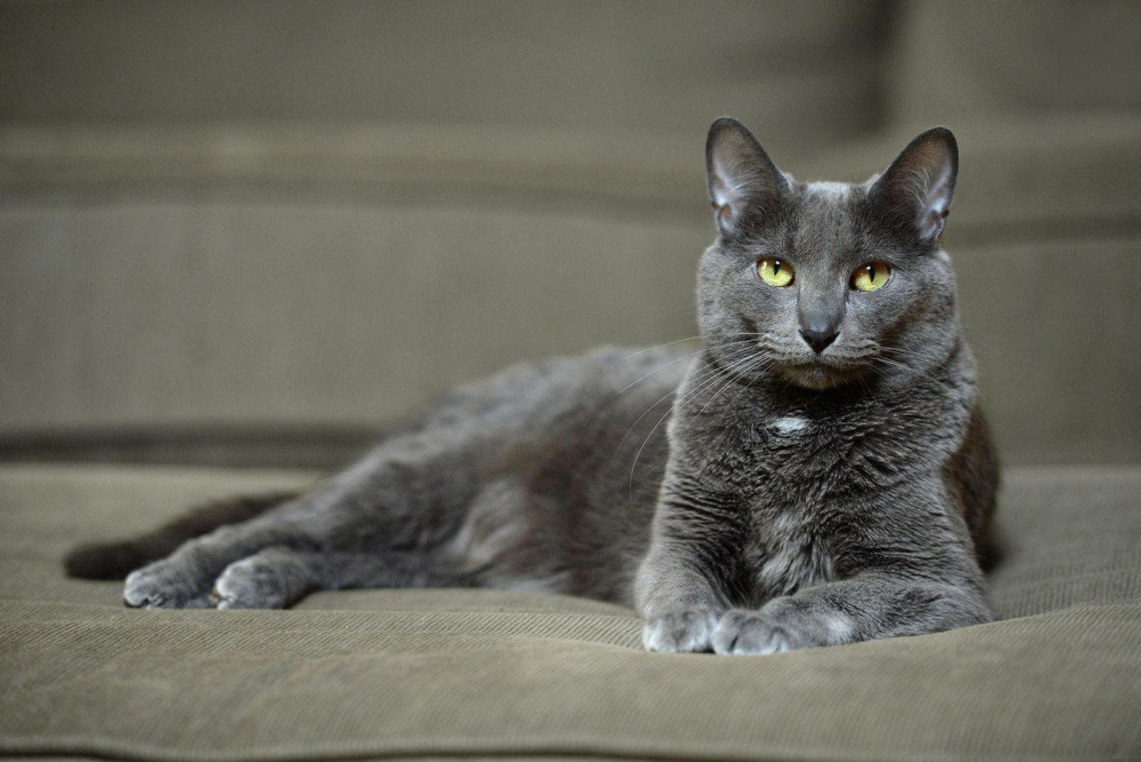 korat cat